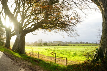 The Dark Hedges, Avenue of Beech Trees along Bregagh Road in County Antrim, Northern Ireland