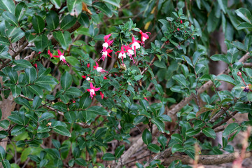 Naklejka na ściany i meble Alice Hoffman (Fuchsia 'Alice Hoffman') plant with red and white flowers : (pix SShukla)