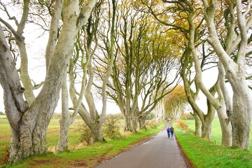 The Dark Hedges, Avenue of Beech Trees along Bregagh Road in County Antrim, Northern Ireland