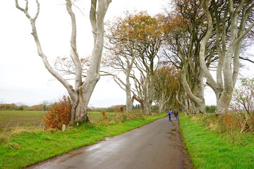 Fototapeta na wymiar The Dark Hedges, Avenue of Beech Trees along Bregagh Road in County Antrim, Northern Ireland