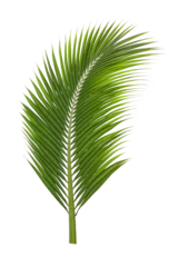Poster Green leaves palm isolated on transparent(Png) background © chiew