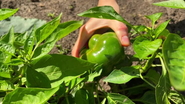 Sweet green pepper growing in the vegetable garden. Ripe bell pepper in the garden. Cultivation of vegetables
