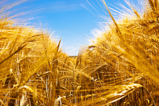 Barley against the blue sky