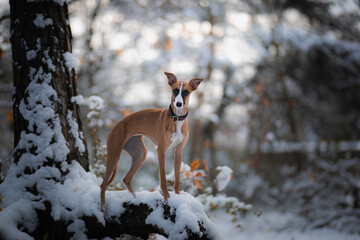 Brązowy whippet stoi na drzewie w śnieżny dzień  - 547420794