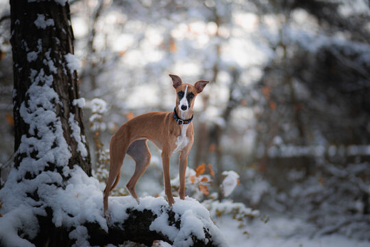 Brązowy whippet stoi na drzewie w śnieżny dzień 
