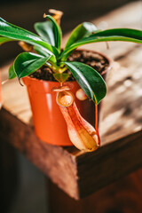 Plante carnivore -  Pichet Nepenthes en pot dans le salon d'une maison