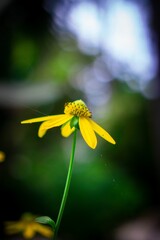 Vertical shallow focus shot of yellow Cutleaf coneflower on blur background