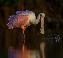 Fototapeta premium Closeup shot of a Roseate Spoonbill in a lagoon in Florida