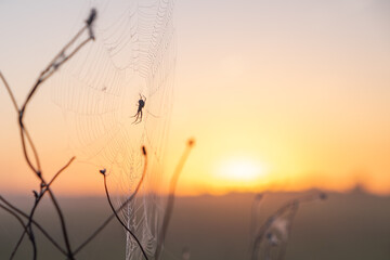 spider on sunrise