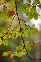 Vertical shot of green leaves on the tree on a blurred background