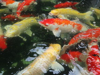colorful Cyprinus carpio swimming in the koi pound close-up