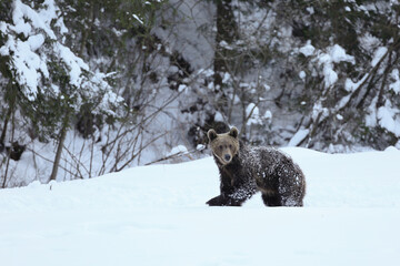 Obraz premium A big male of brown bear,ursus arctos, searching food in a meadow surrounded by forest in the Carpathian mountains in a very beautiful winter day with beautiful snow.