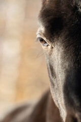 eye of black colt posing   sunny autumn day . close up