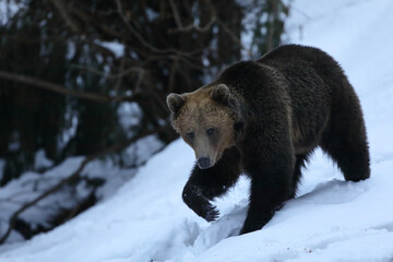Obraz premium A big male of brown bear,ursus arctos, searching food in a meadow surrounded by forest in the Carpathian mountains in a very beautiful winter day with beautiful snow.