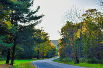 road in the autumn forest