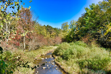 river in the forest