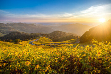 Bua Tong Yellow Flower Field Sunset In The Mountains Of Thailand