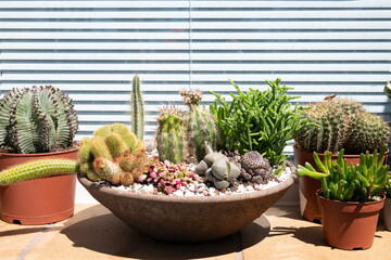 Cactus display including a cactus bowl on an exterior window ledge