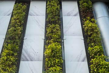 Green facade, vertical garden in architecture. Ecological building. Green architecture