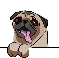 Funny Pug dog with paws over a white wall, in a pocket vector illustration. Funny dog smiling. Cute dog head on a white background. Hand-drawn mascot. Smiling mops dog muzzle. BFF.