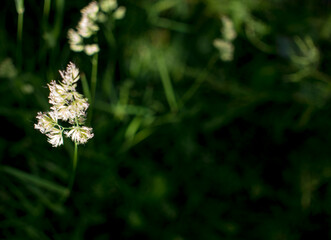 flowering ears of weeds. natural lawn in the bright sun