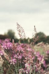 Pampas grass. Reed. Abstract natural background.