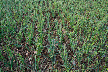 Green Onion plantation in the field of foggy winter morning view