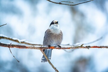 Canada Jay (Perisoreus canadensis) perched on a branch with snow
