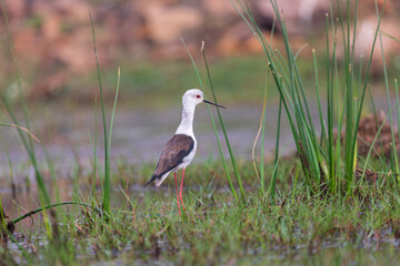 Black-winged stilt (himantopus himantopus) in wetland