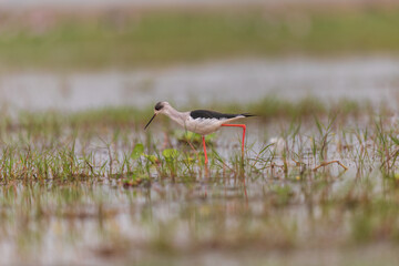 Black-winged stilt (himantopus himantopus) in wetland