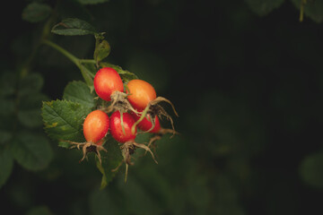 rosehip