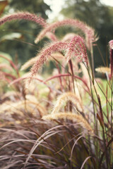 Pampas grass. Reed. Abstract natural background.	
