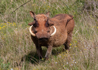 big warthog in the wild at spring with wildflowers
