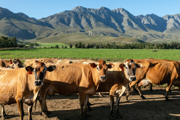 Obraz premium Three brown cows looking curiously at the camera with green pastures and mountains in the background