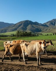Four brown cows on a dairy farm with mountains in the background