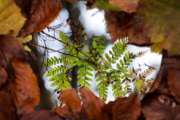Farnblatt über einer Wasserpfütze zwischen Herbstlaub im Wald