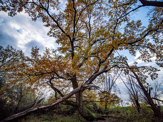 Herbstwald