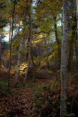 Obraz premium autumn in the woods