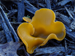 Gemeiner Orangebecherling oder Orangeroter Becherling (Aleuria aurantia)