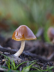 Helmling (Mycena)