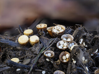 Brotkorbpilz, Gemeiner Tiegelteuerling, Vogelnestpilz (Crucibulum laeve)