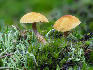 Helmlinge (Mycena) in der Eifel