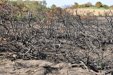 Fire Damged Bushes on Norfolk Coast