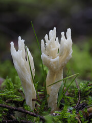 Runzeliger Keulenpilz (Clavulina rugosa) © Lothar Lenz
