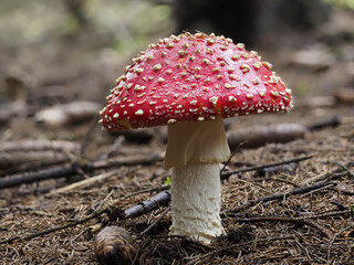 Fliegenpilz (Amanita muscaria)