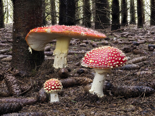 Fliegenpilz (Amanita muscaria)