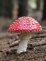 Fliegenpilz (Amanita muscaria)
