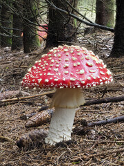 Fliegenpilz (Amanita muscaria)