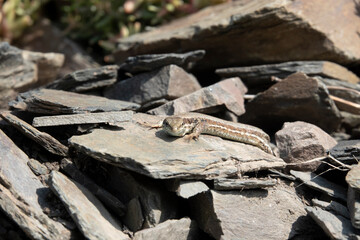 Mauereidechse (Podarcis muralis)
