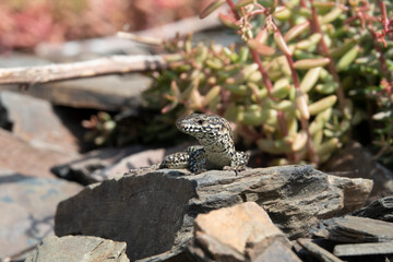 Mauereidechse (Podarcis muralis)